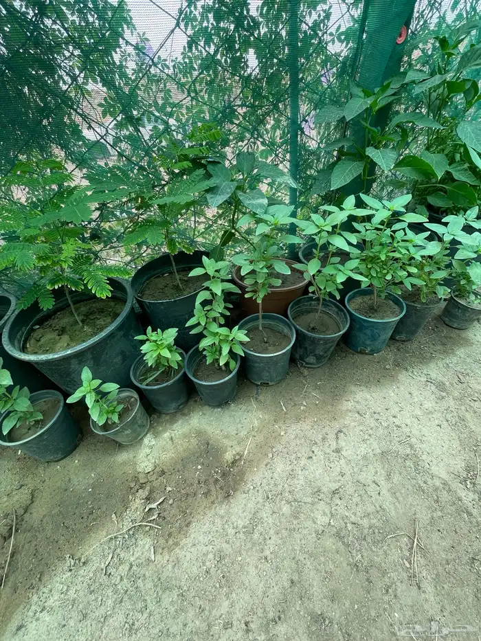 سطول نعناع حبق ريحان 6