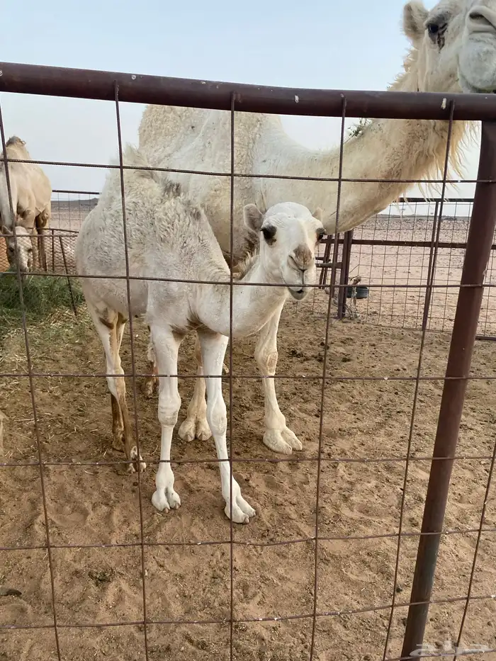 قعود باتلي عمره خمس شهور على السوم 0