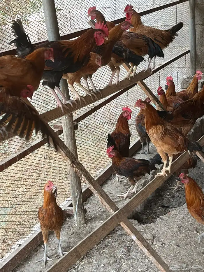 ديكه بلدي للبيع 3
