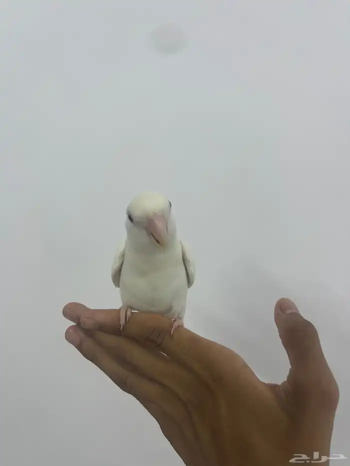 زوج روز البينو عيون حمرا اليف للبدل 2