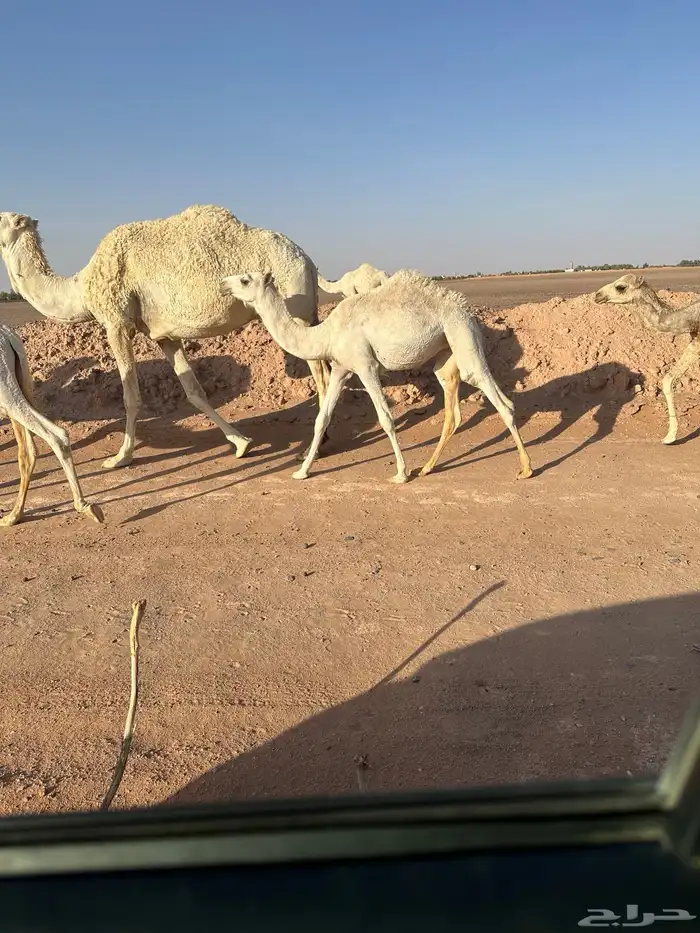 بكره لبييع 1