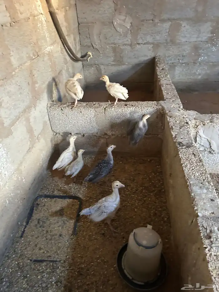 فروخ رومي 1