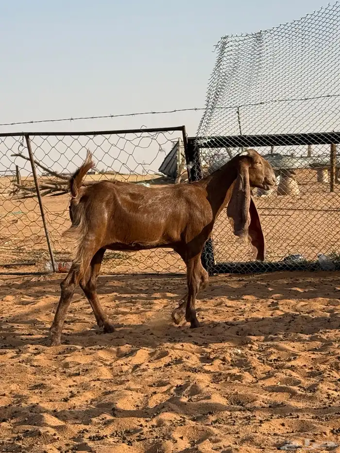 جفار مشروكه وهولنديه 0