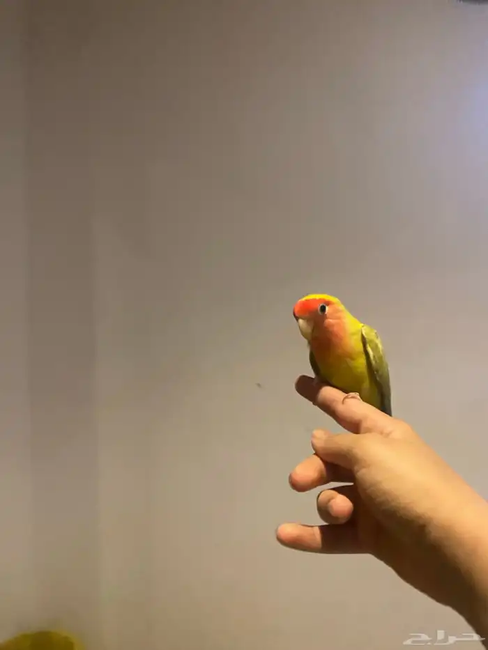 روز للبيع 2