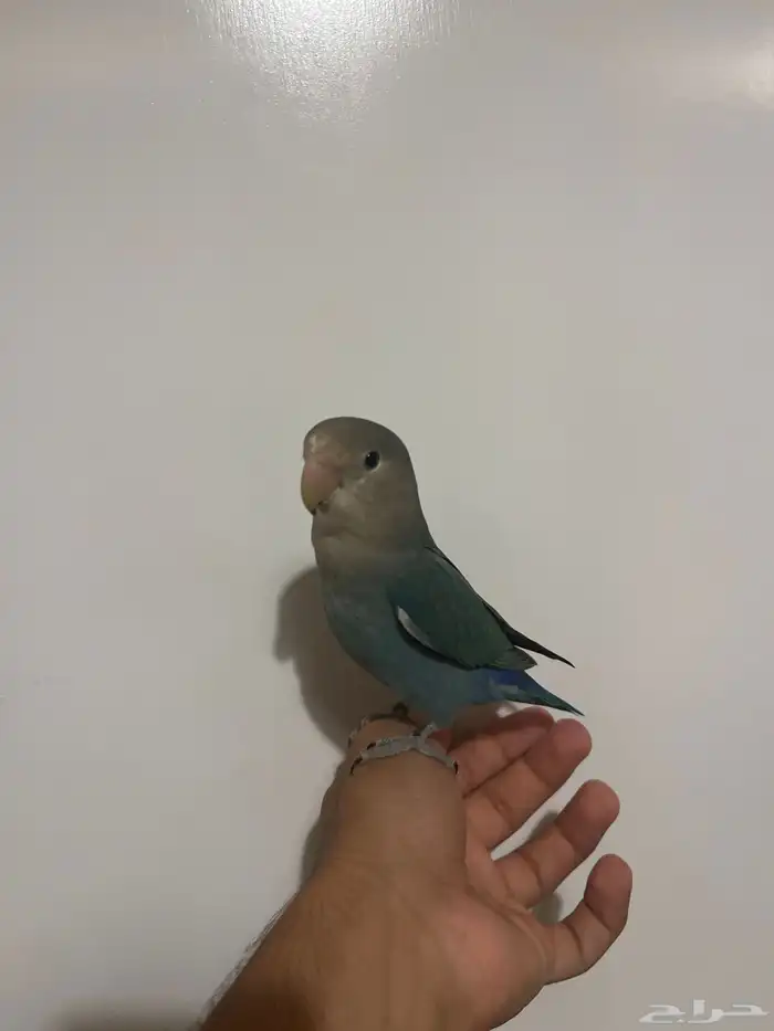 روز اليف نشبه 1