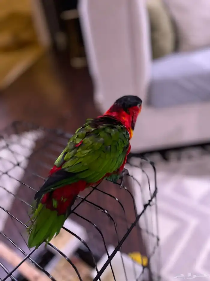 لوري يلو بايد تم البيع 1