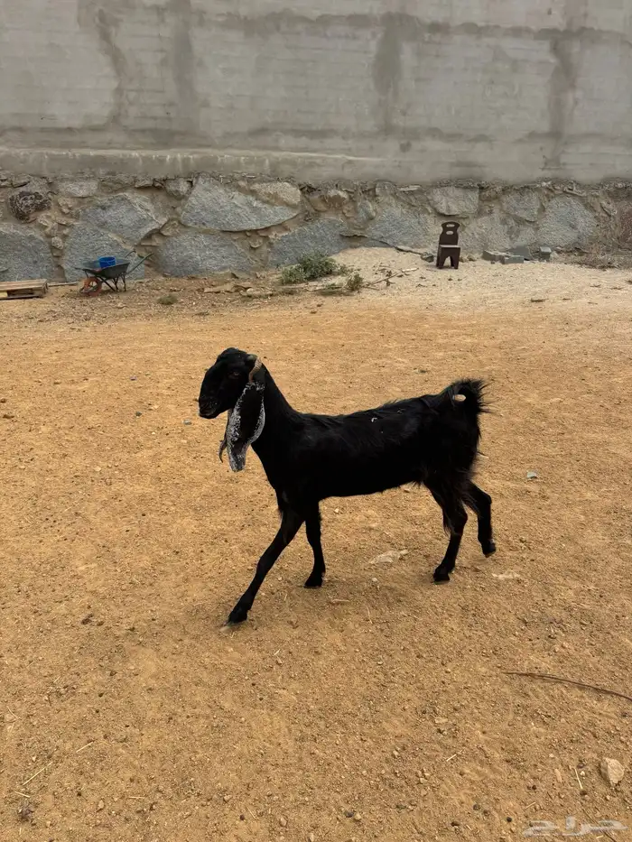 عنز عارضيه مهجنه صنف 2
