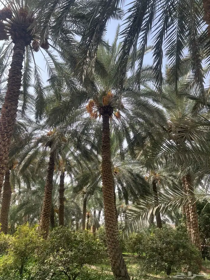 رطب سطول 4