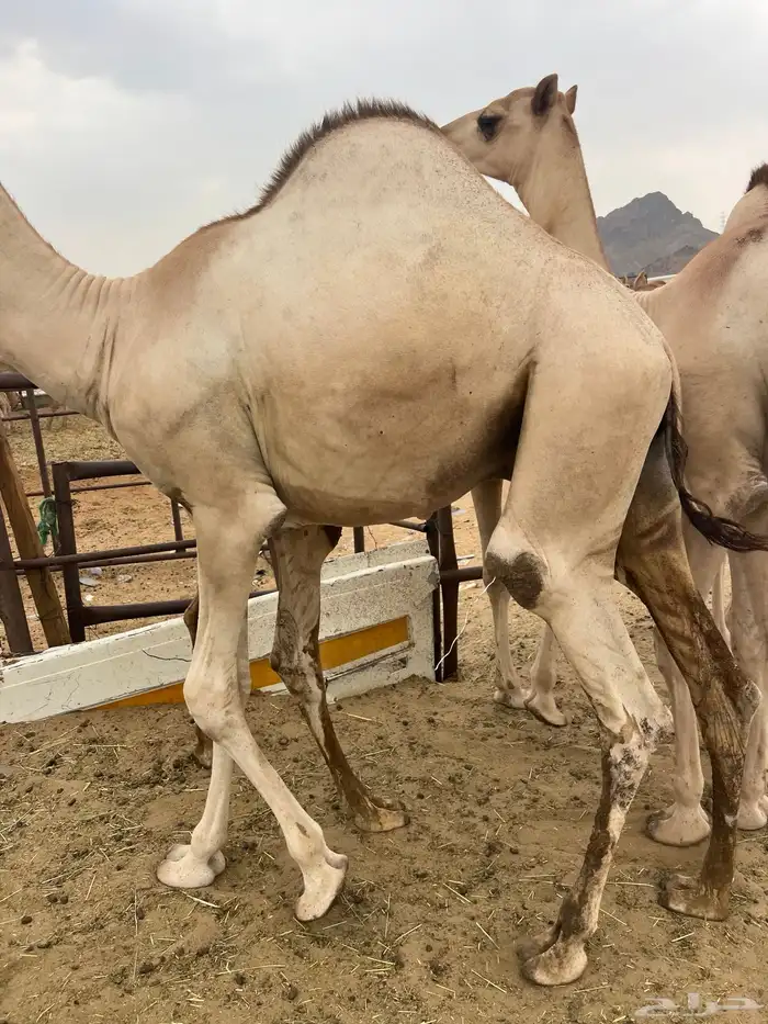قعدان مفاريد كفو للبيع أتواصل 0