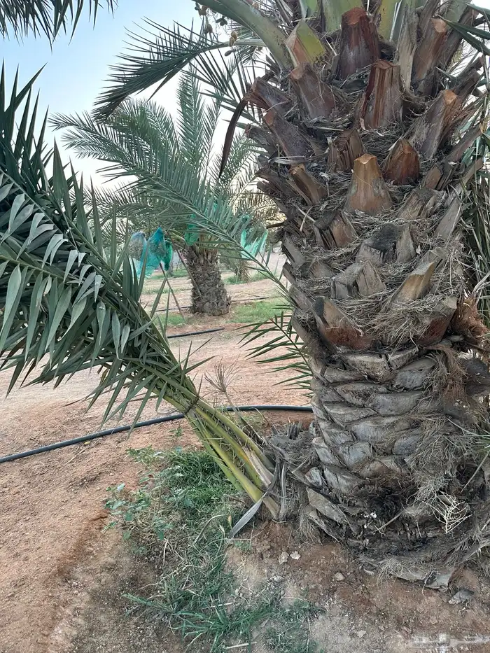بقعاء 1