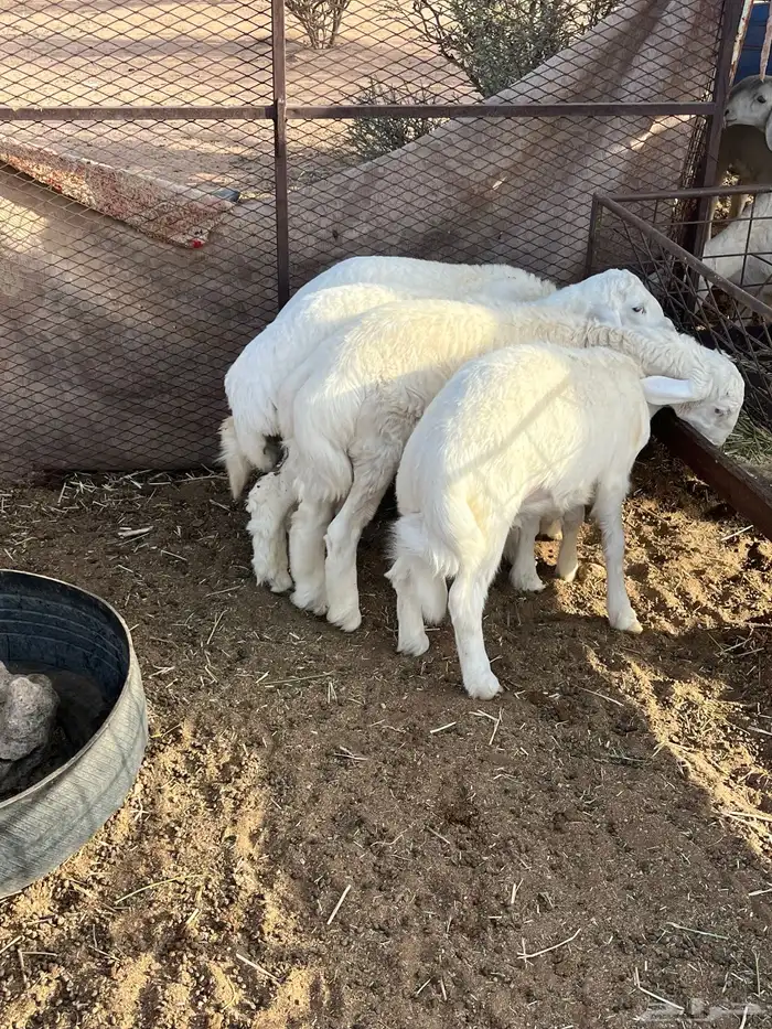 طليان 1