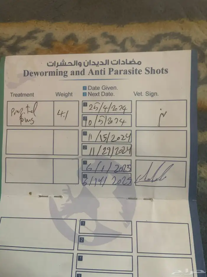 كلب تشاو تشاو 4
