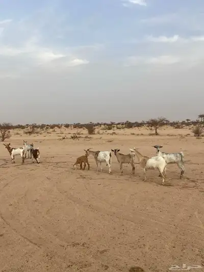 معزا للبيع 0