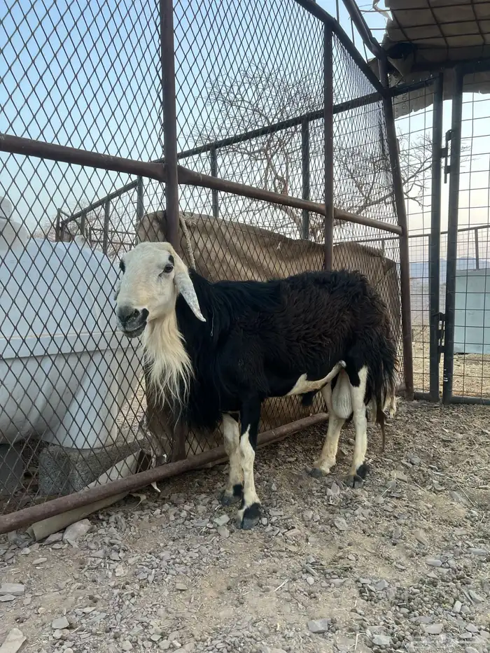طلي نجدي فحل طيب علا كلام راعيه مشروط بلقشع ولاضرب 1