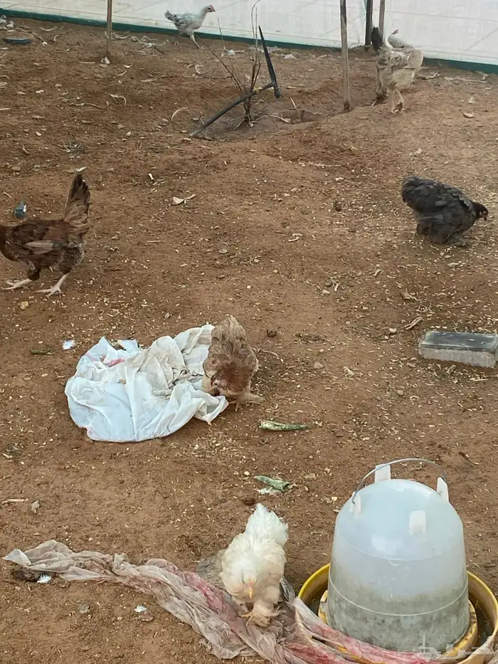 دجاج للبيع ويوجد ايضا  دجاج قزمي نادر 6