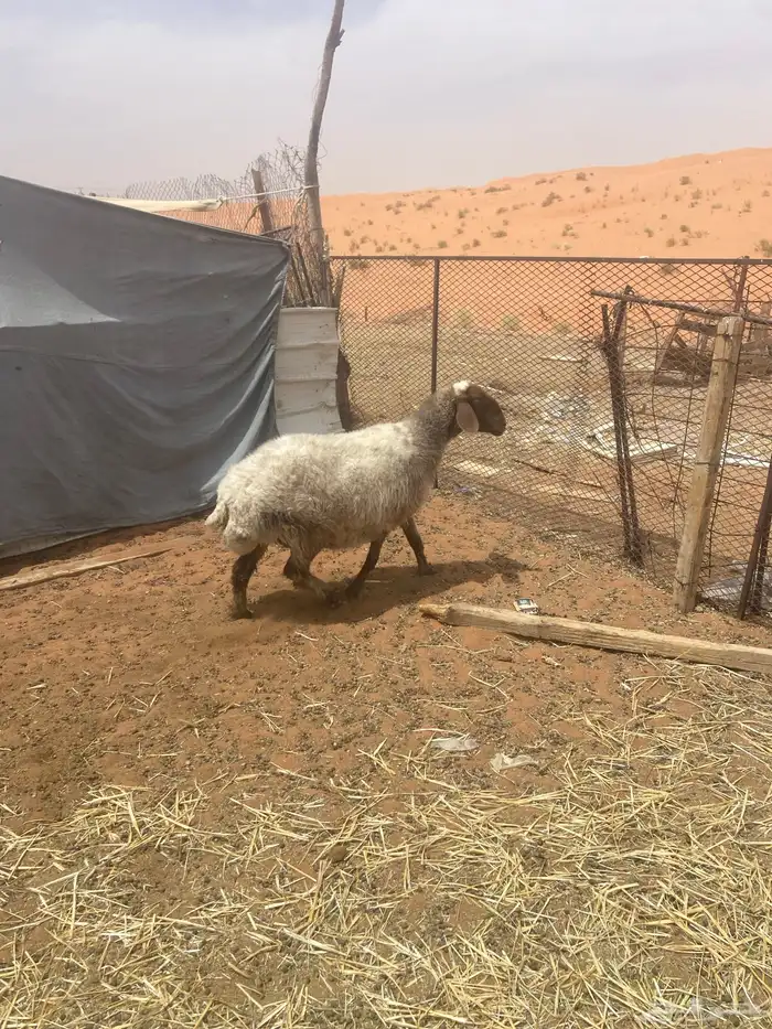 نعميه حايل فل شحم 0