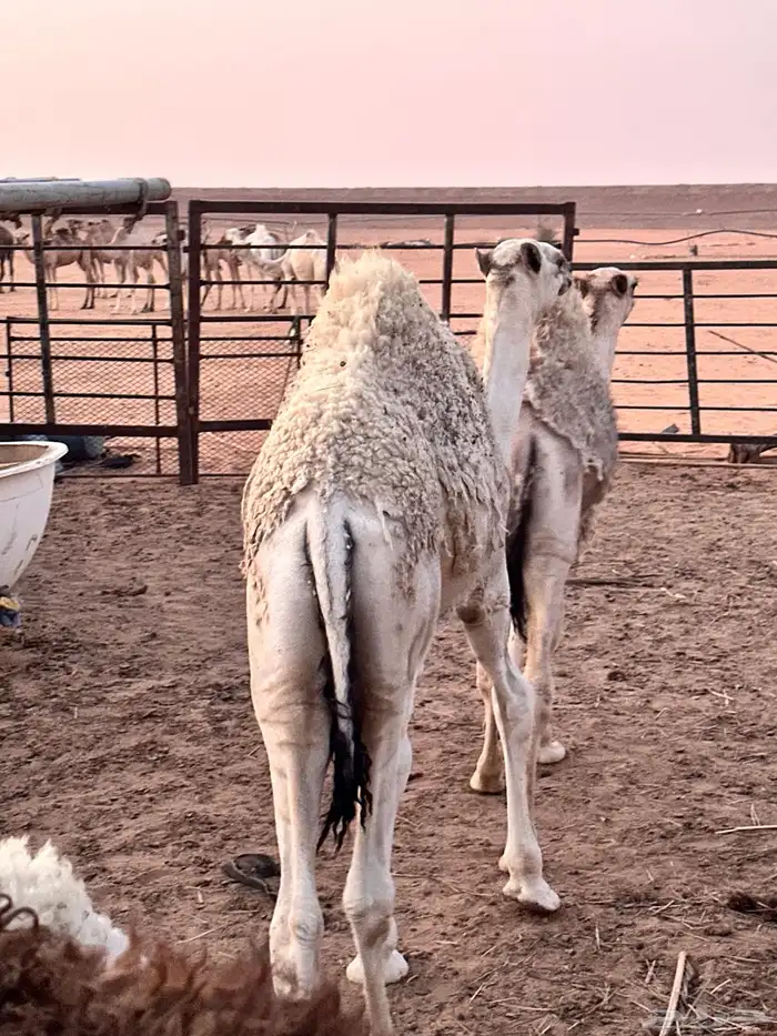 للبيع حاشي لباني عمره 8 شهور 1