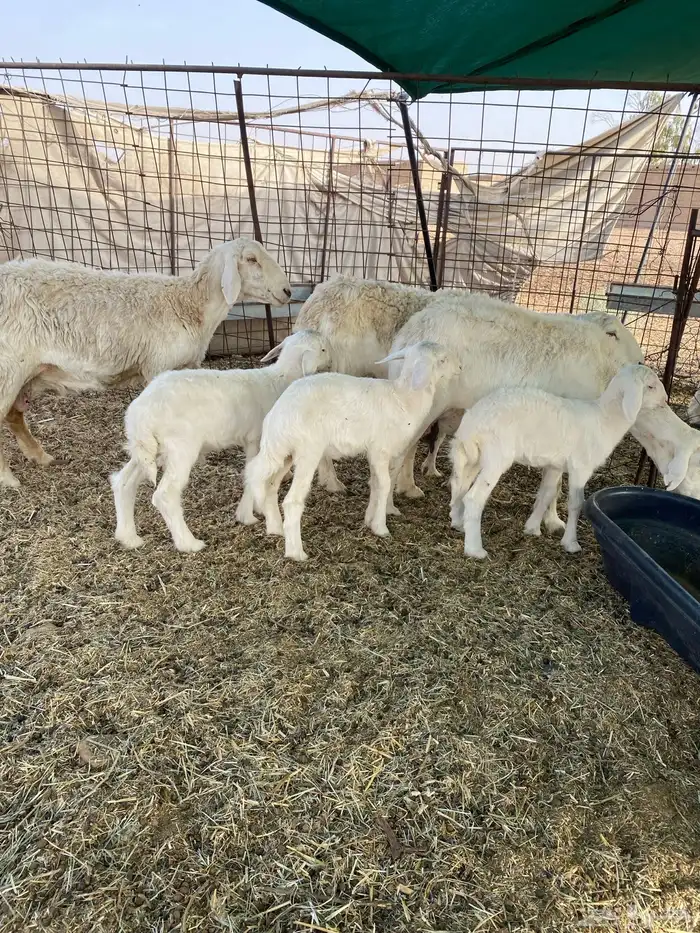 شياه حريات مواليد 3
