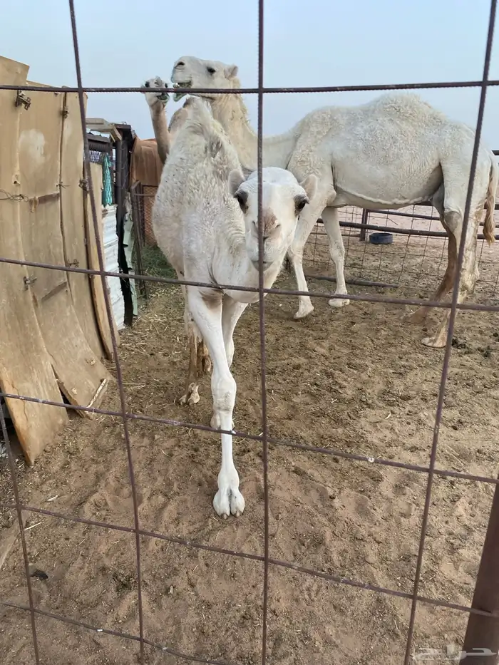 قعود باتلي عمره خمس شهور على السوم 2