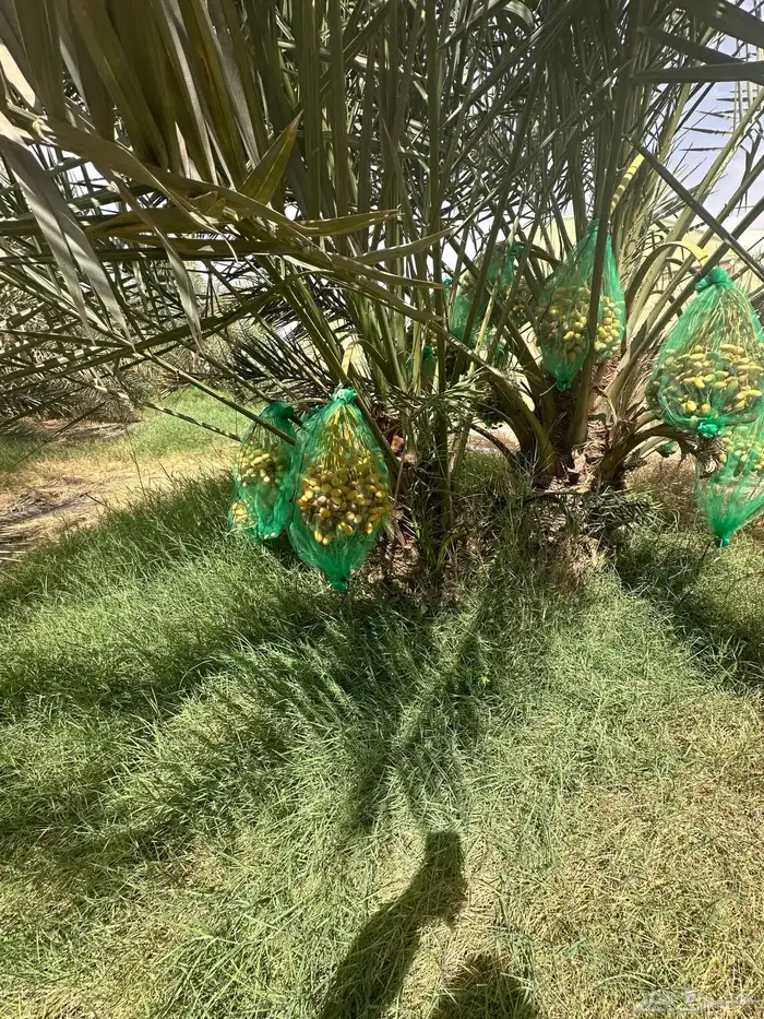 نخل مثمر يوجد كميات ومقاسات مختلفه الصامل يتواصل معي 0