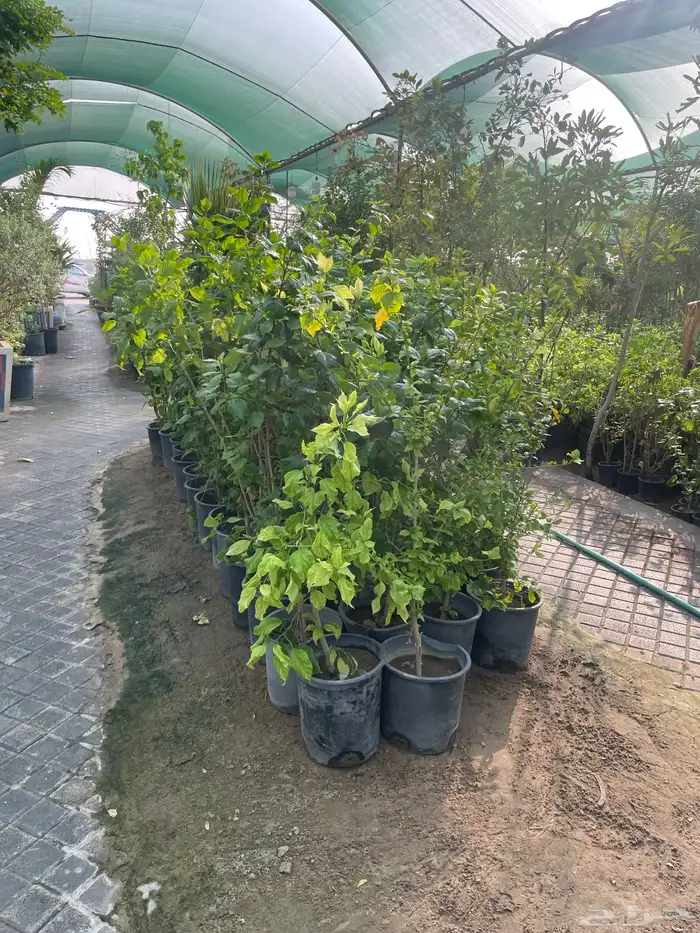 تنسيق حدائق 2