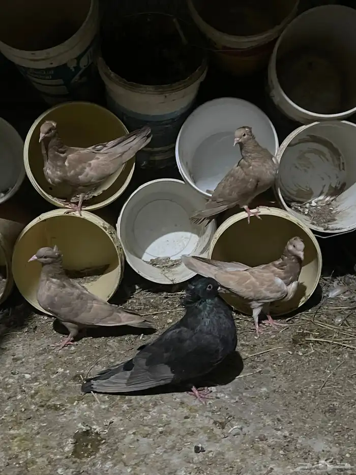 حمام مصري فيها إناثي وفيها ذكور منتجه وطبات 0