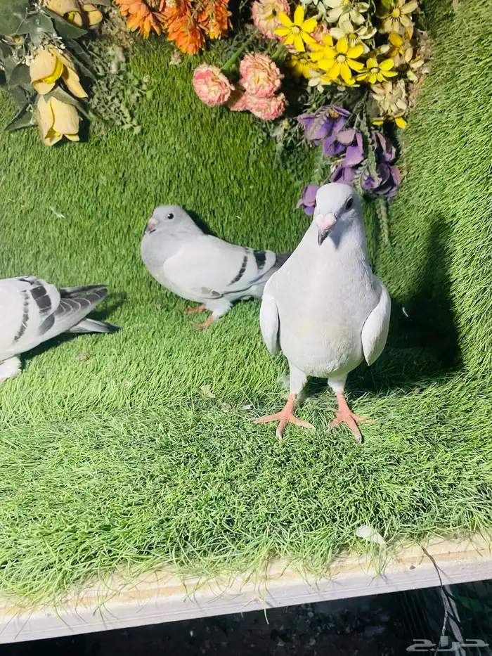 للبيع طبات زواجل ايس 2