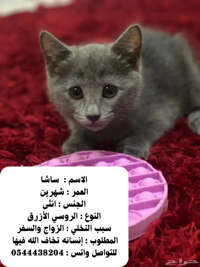 مطلوب ناس تخاف الله فيهم وتفهم بتربية القطط 0