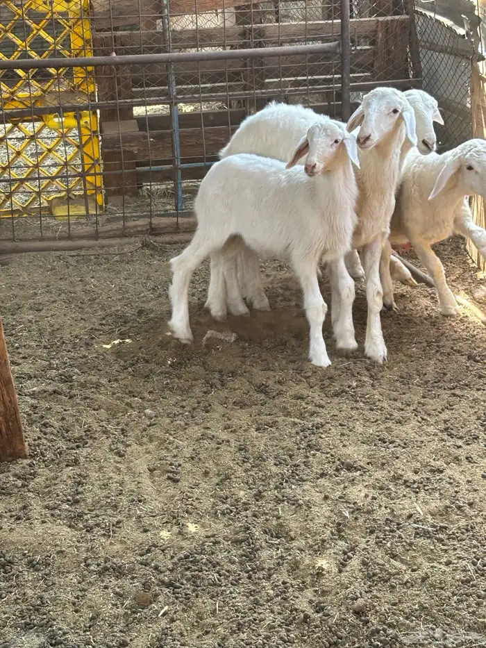 بهم تربي العمر شهرين لمن 3شهور طليان تربي تحة أمهاته نضيف 1