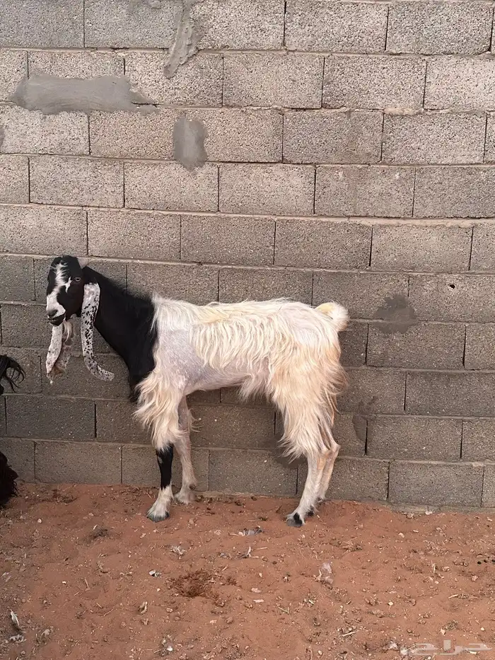 للبيع   ماعز 5