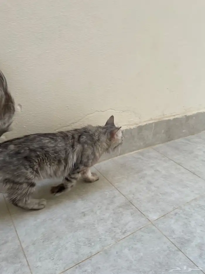 قطة قطط بسه بكامل أغرضها 5