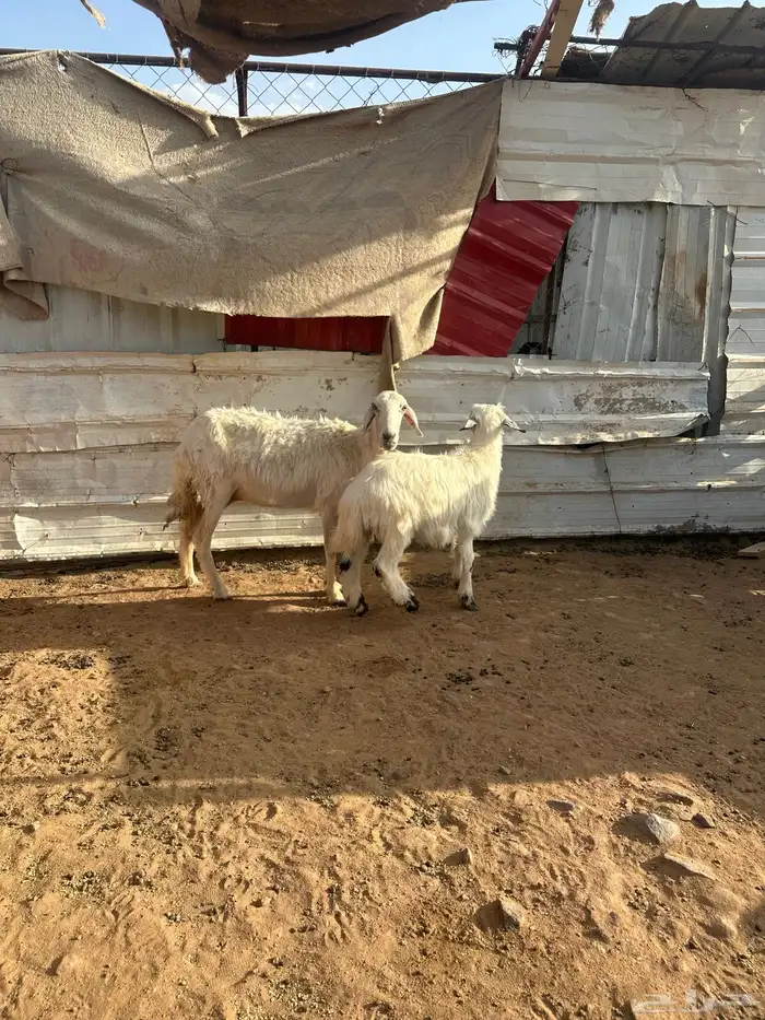 نجعه صفراء متبع للبيع 2
