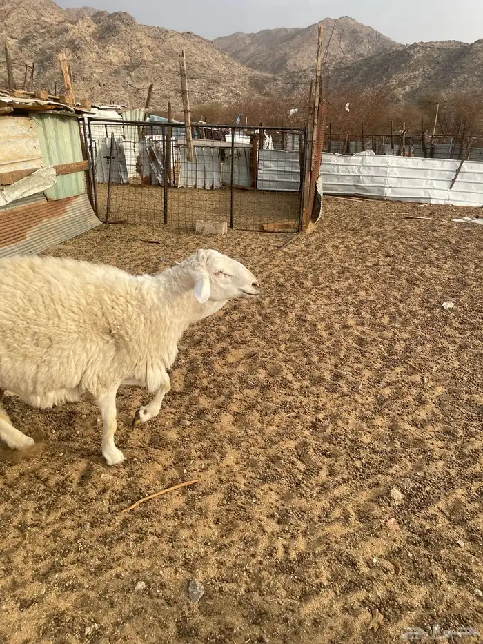 طلي توه اثنى جرم غير مشروط 1