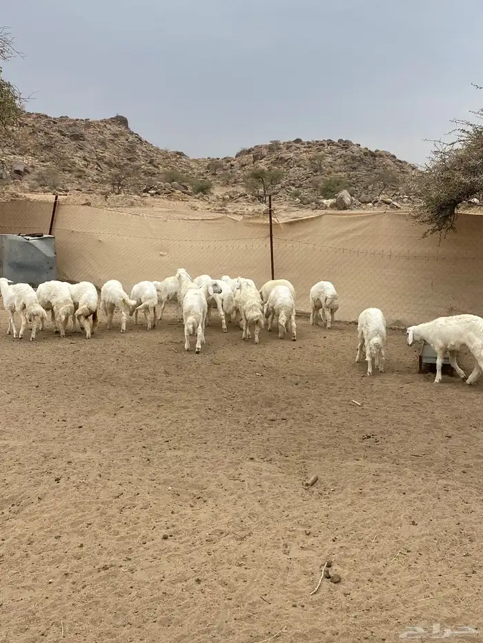 بهم نظيف ومشششروط شرط 1