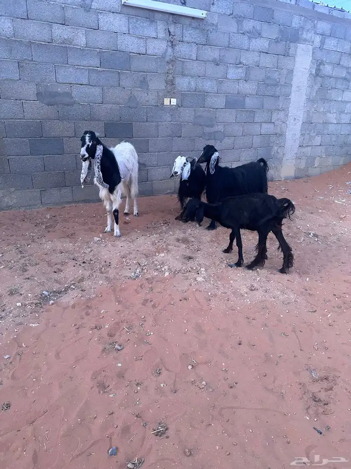 للبيع   ماعز 2