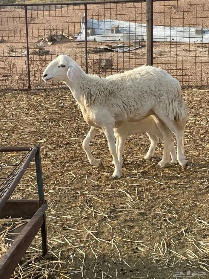 رخال خلفات جذعه وثنيه 5