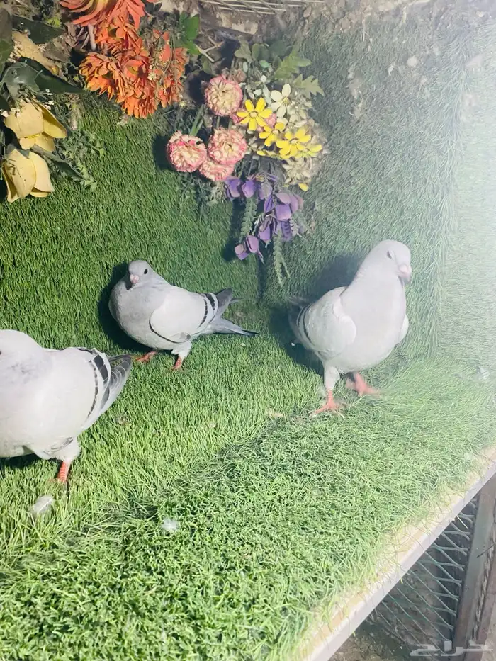 للبيع طبات زواجل ايس 6