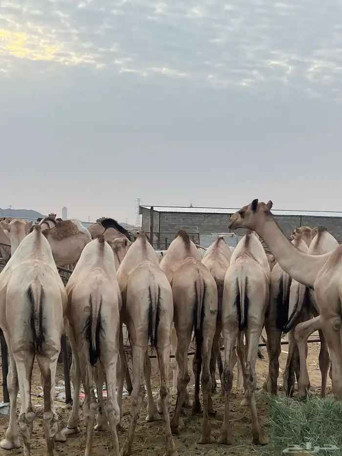 قعدان مفاريد كفو للبيع أتواصل 13
