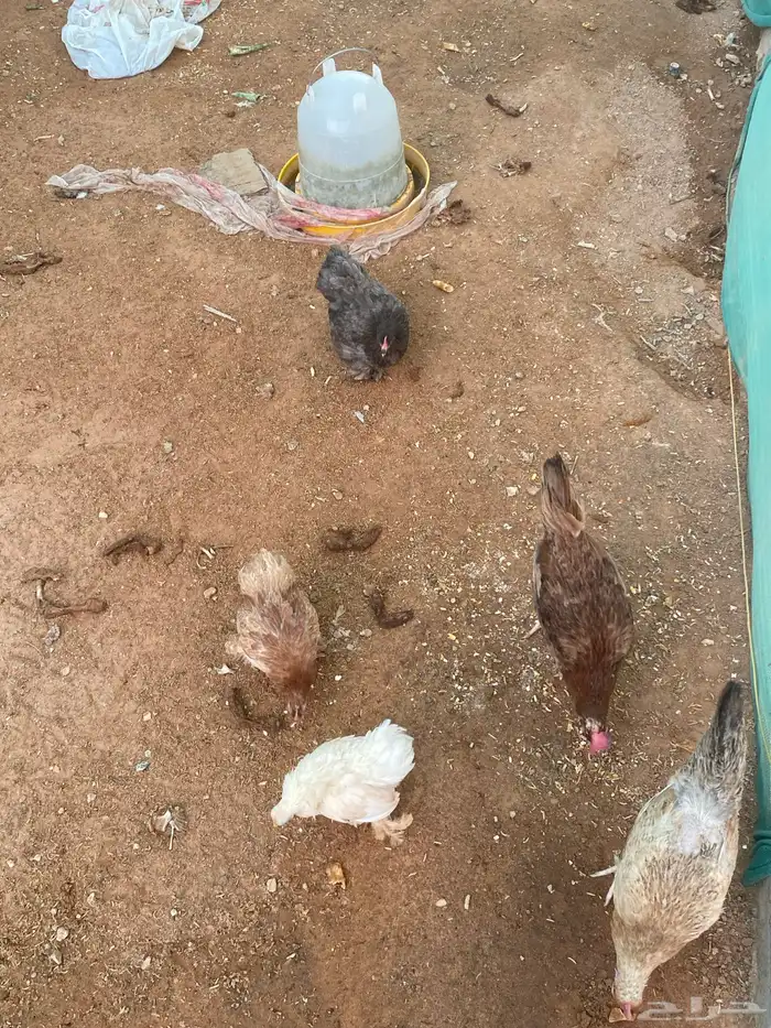 دجاج للبيع ويوجد ايضا  دجاج قزمي نادر 13