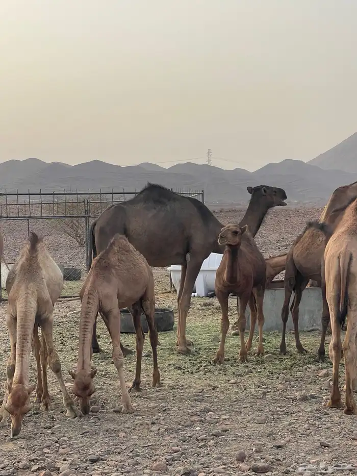 ابل بكار 15