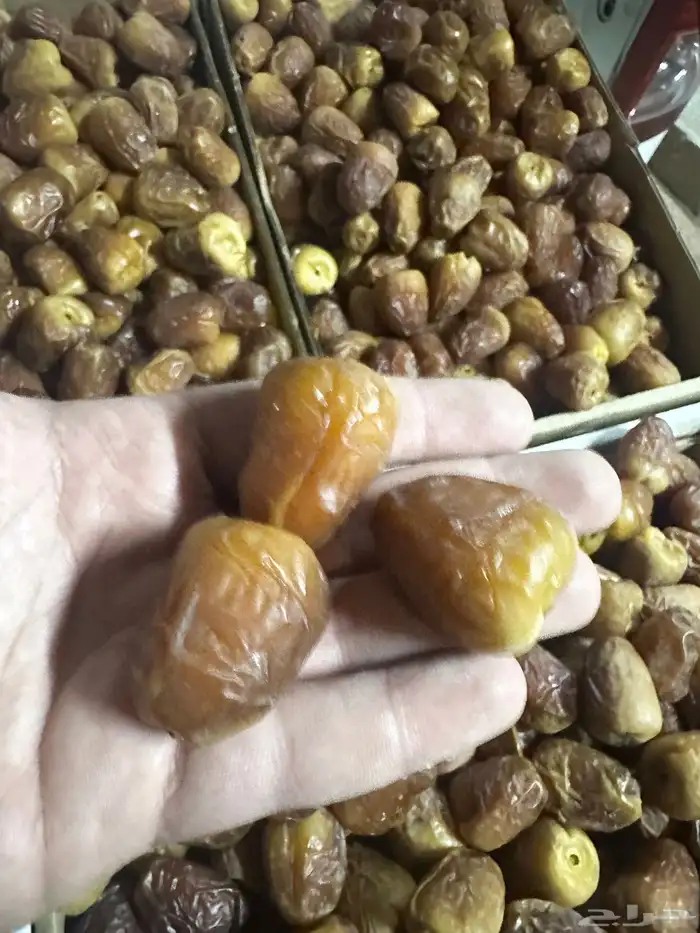 تمر سكري جلكسي حبه كبيره 2