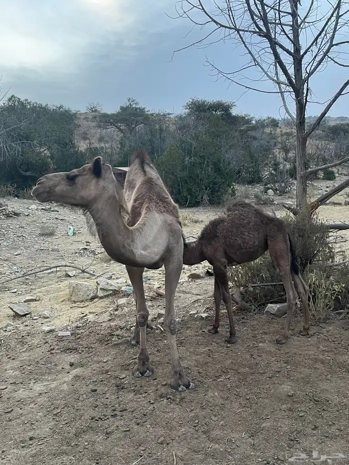 ابل 2