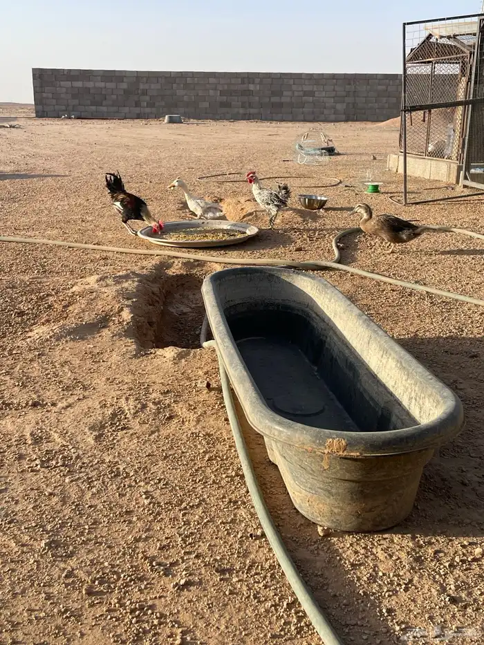 للبيع ديكه 0