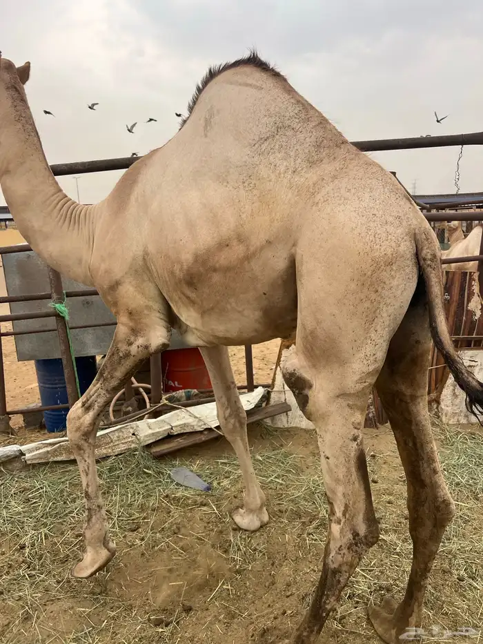 قعدان مفاريد كفو للبيع أتواصل 6