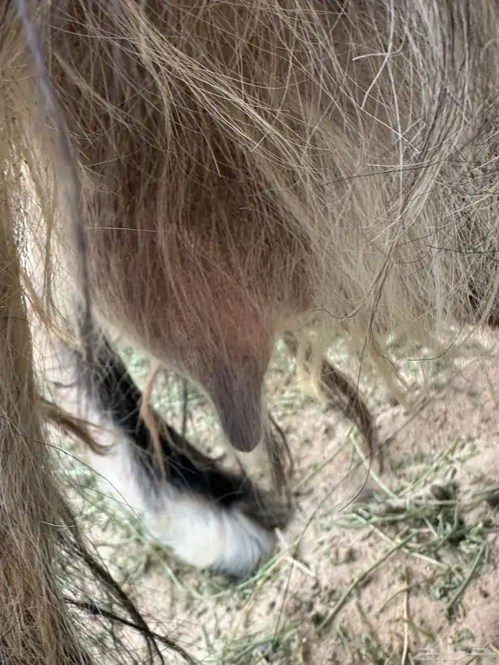 ماعز حليب وتيسها عمره شهرين 1