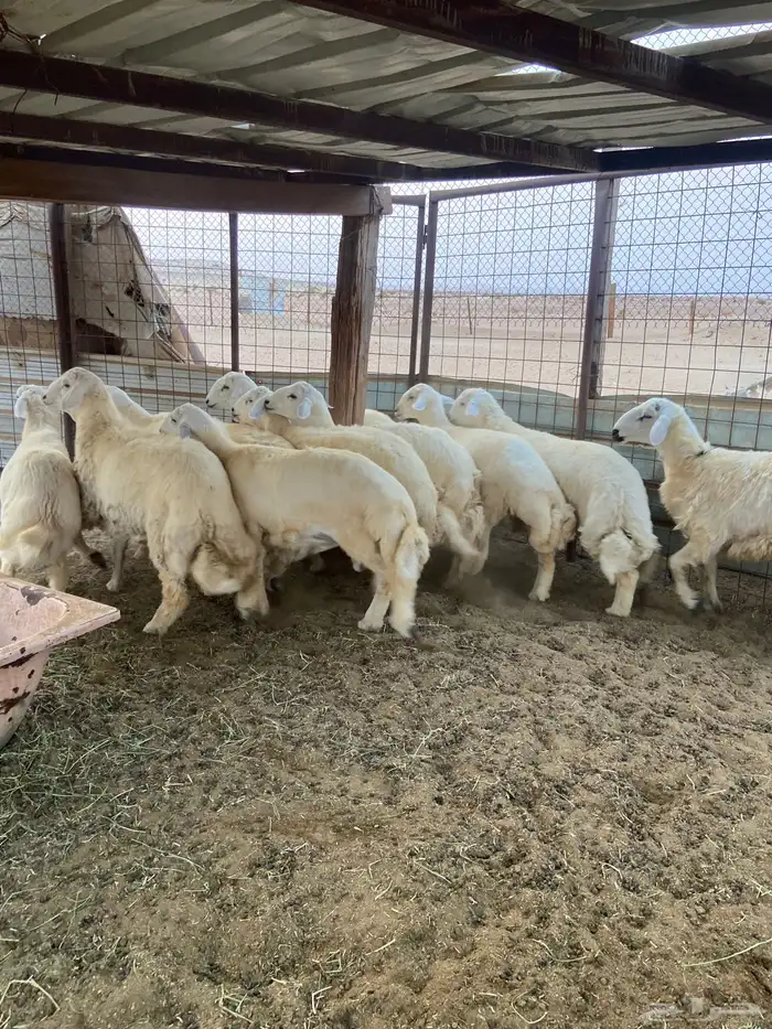 طليان ذبايح ضيوف وثلاجة مع ذبح وتوصيل 4