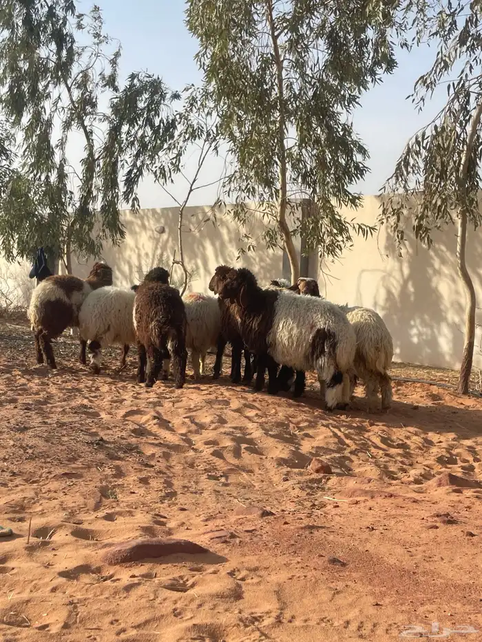 نعيم رخال 0