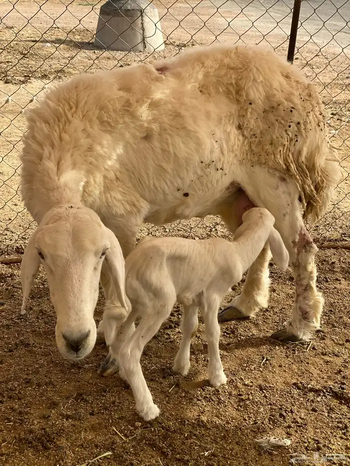 نعجه والد تحاها رخل روم وسلم 0