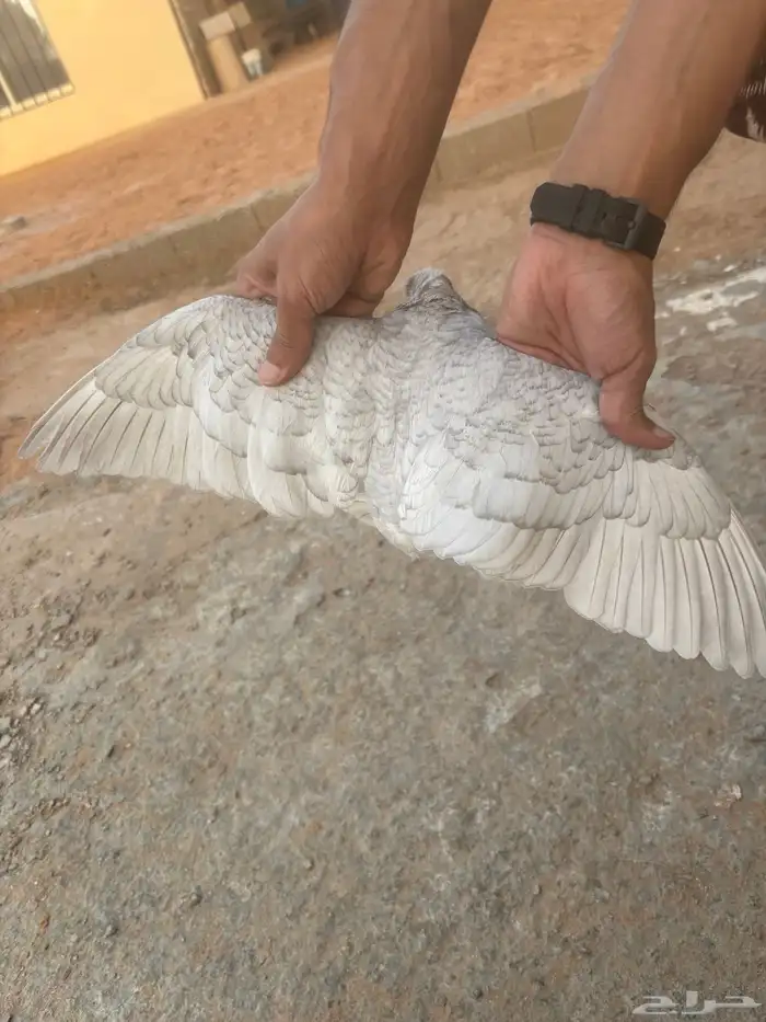 زاجل بارلس 2