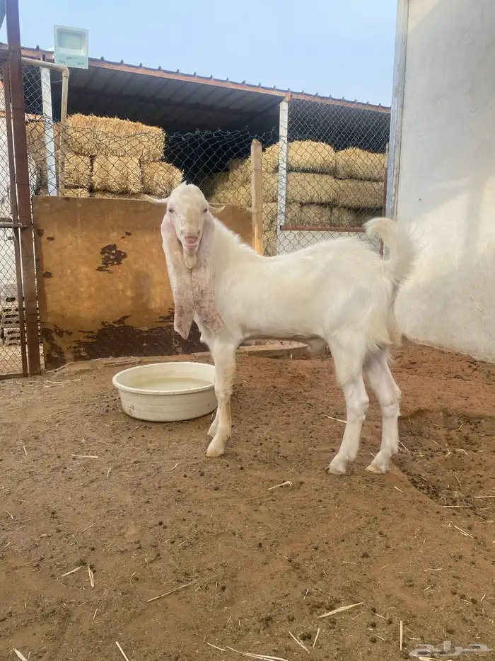 مشوع فحل تيس ابيض 6